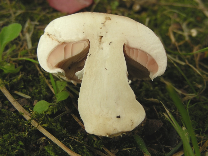 Agaricus bresadolanus?